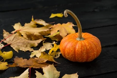 Pumpkin with leaves Stock Photos