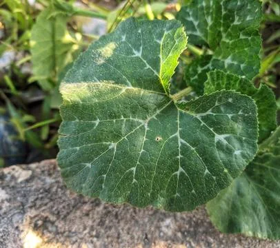 Pumpkin leaves Stock Photos