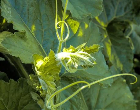 Pumpkin leaves Stock Photos
