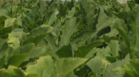 Pumpkin Leaves at a Pumpkin Patch Stock Footage 30457022
