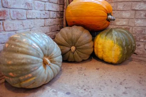 Pumpkin lies in the cellar Foto stock