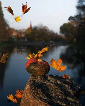 A pumpkin lies on a stone in the rays of the setting sun. Stock Photos