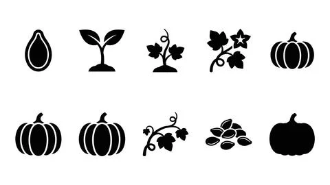Pumpkin life cycle set, sprout pumpkin plant with leaves and flowers on bra.. Stock Illustration