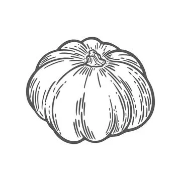 Pumpkin line drawing illustration Stock Illustration