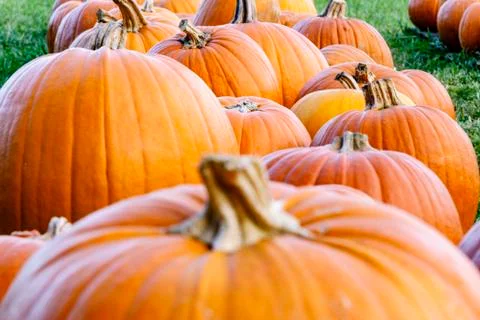 The pumpkin lineup as viewed from their level Stock Photos