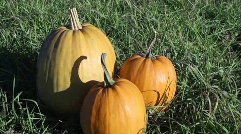 Pumpkin Lying in the Grass. Autumn Wind Blows and Stirs the Grass. the Sun is Stock Footage 68605272