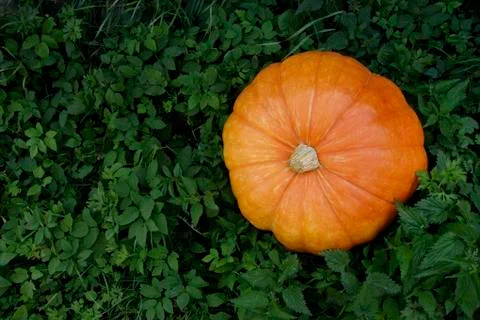 Pumpkin lying in pumpkin patch Stock Photos