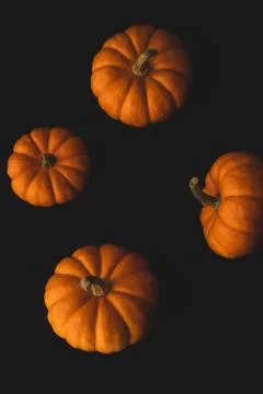 Pumpkin macro close up selective focus Stock Photos