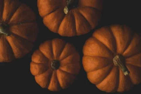Pumpkin macro close up selective focus Stock Photos