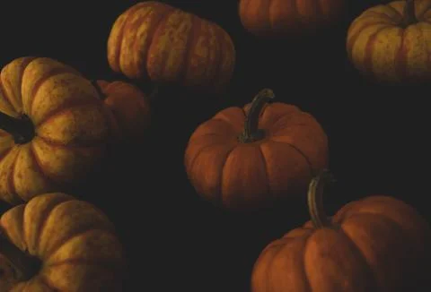 Pumpkin macro close up selective focus Stock Photos