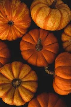 Pumpkin macro close up selective focus Stock Photos