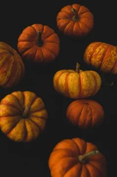 Pumpkin macro close up selective focus Stock Photos