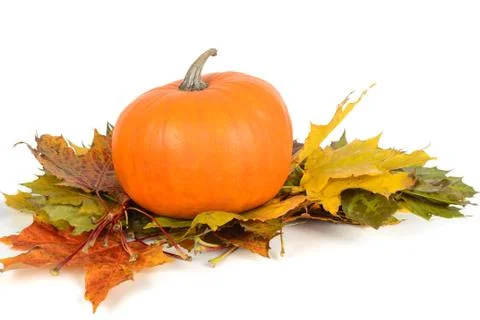 Pumpkin on the maple leaves Stock Photos