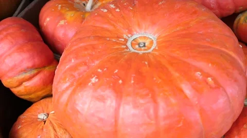 Pumpkin Market Stock Footage