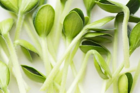 Pumpkin microgreens. Sprouting Microgreens. Seed Germination at home. Stock Photos