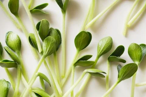 Pumpkin microgreens. Sprouting Microgreens. Seed Germination at home. 写真素材