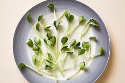 Pumpkin microgreens. Sprouting Microgreens. Seed Germination at home. Stock Photos