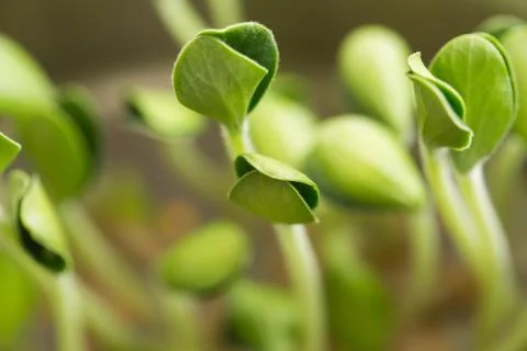 Pumpkin microgreens. Sprouting Microgreens. Seed Germination at home. Stock Photos