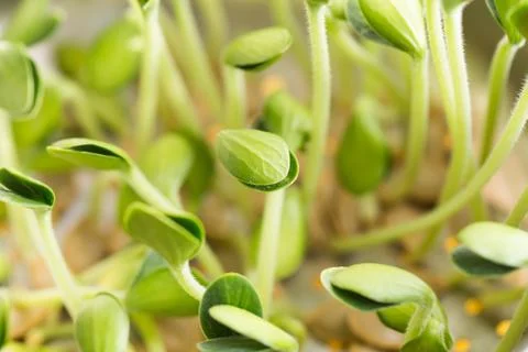 Pumpkin microgreens. Sprouting Microgreens. Seed Germination at home. Stock Photos