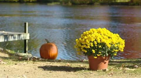 Pumpkin mums 動画素材 34455180