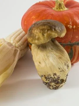 Pumpkin, mushroom, corn on white background Stock Photos