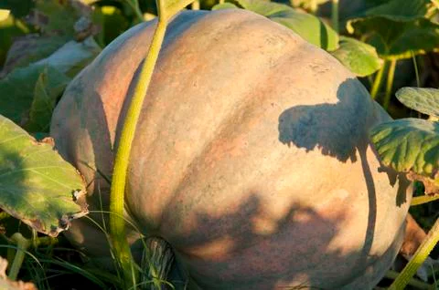 Pumpkin over the soil Stock Photos