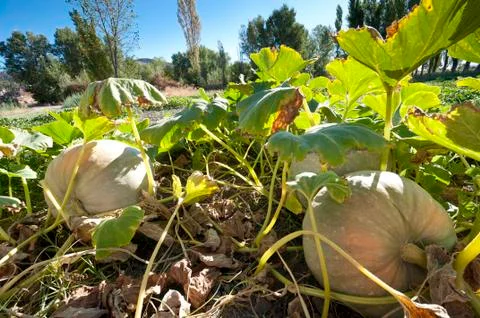 Pumpkin over the soil Stock Photos