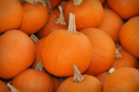 Pumpkin patch - 8 Stock Photos