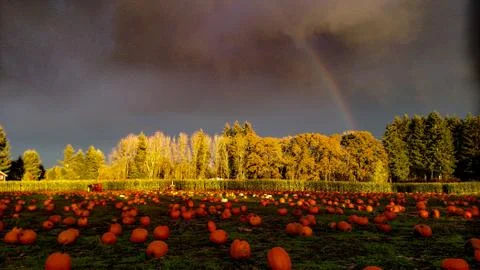 Pumpkin patch and a brilliant rainbow. Stock Photos