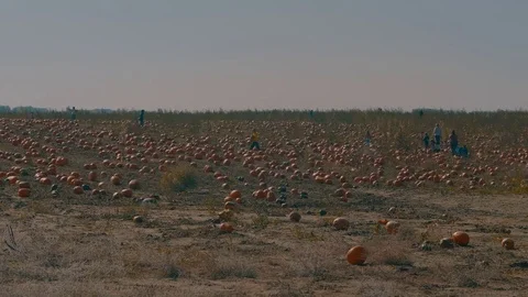 Pumpkin patch and family Stock Footage 81835174