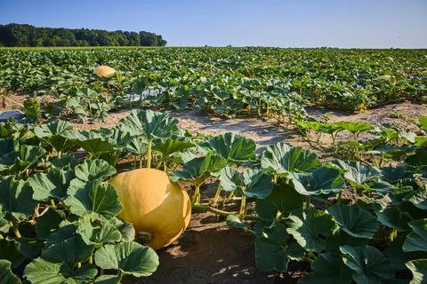 Pumpkin Patch and Green Vines at Eye Level in Fort Wayne, Indiana Foto stock