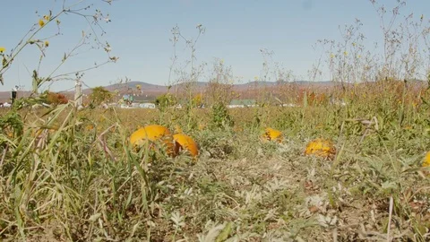 Pumpkin patch in autumn Stock Footage 79526574