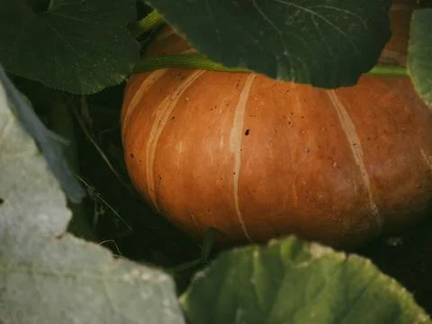 Pumpkin in the patch in autumn Foto stock