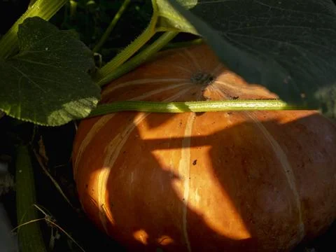 Pumpkin in the patch in autumn Stock Photos
