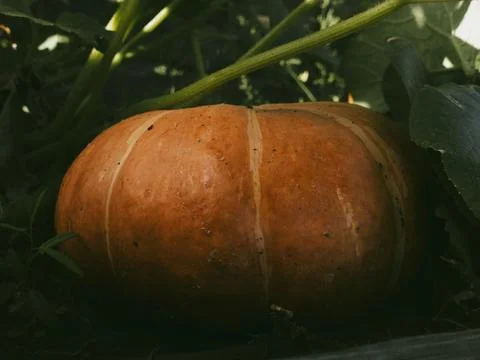 Pumpkin in the patch in autumn Stock Photos