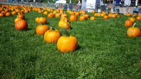 A Pumpkin Patch with Blurry Crowd Motion Stock Footage 347033905