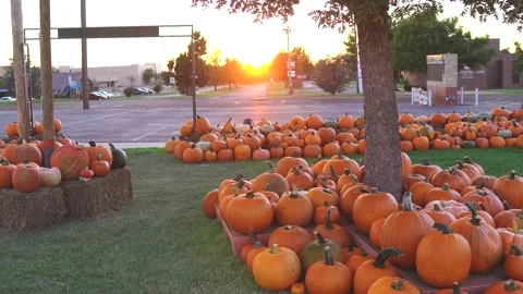 Pumpkin patch with bright orange pumpkins gathered for Halloween on the side of Stockbeeldmateriaal 218270526