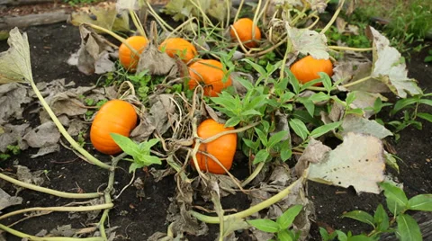 Pumpkin Patch Camera Move Vídeos de archivo 32492485