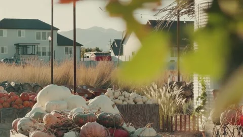 Pumpkin Patch with Camera Movement Behind Foreground Plants Stock-Footage 347489039