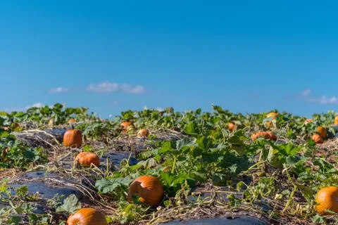 Pumpkin Patch Climbs Hill Fotos de archivo