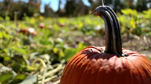 Pumpkin in Patch Close Up Video stock 47645850
