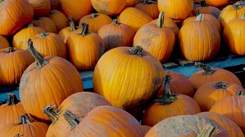 Pumpkin Patch close up. Large orange pumpkins at a farmers market in the Autumn. Stockbeeldmateriaal 96441446