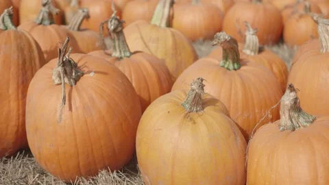Pumpkin patch close up of orange pumpkins in the hay Stock Footage 139503280