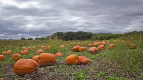 Pumpkin Patch on a Cloudy Day in Autumn - Time Lapse 库存影片 141148853