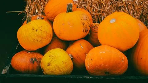 Pumpkin patch on country side farm with bright orange autumn harvest Stock Photos