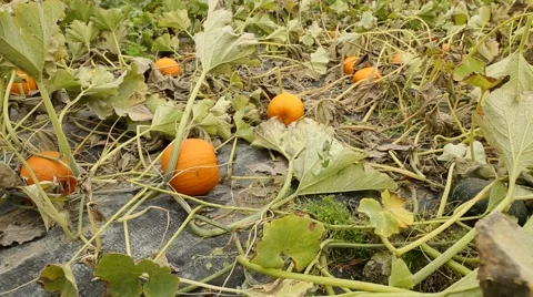 Pumpkin Patch Dolly Shot Stock Footage 41885873