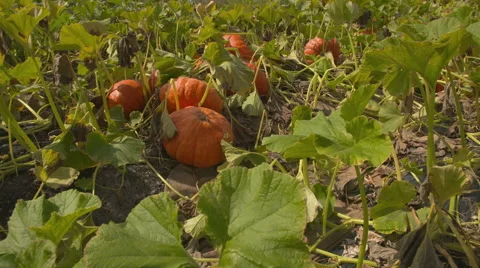 Pumpkin Patch dolly shot Video stock 53913251