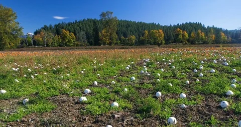 Pumpkin Patch Drone Aerial Flyover White and Orange Color Field Stockbeeldmateriaal 93528760