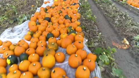 Pumpkin patch drone flight over tilt up reveal Vídeos de archivo 161812380