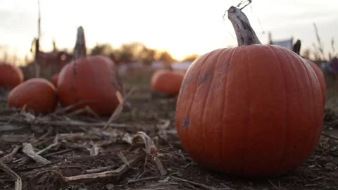 Pumpkin in a patch at dusk Stock-Footage 78111656